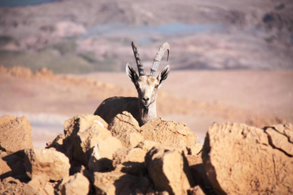 Ein Gedi Rooms Neve Zohar Buitenkant foto
