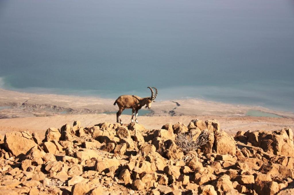 Ein Gedi Rooms Neve Zohar Buitenkant foto