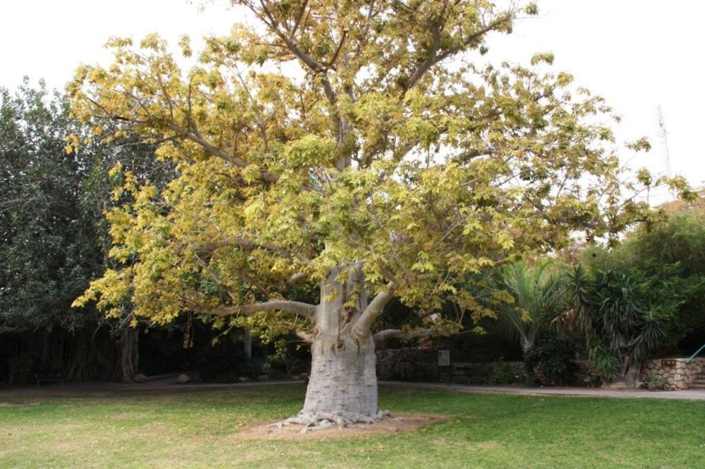 Ein Gedi Rooms Neve Zohar Buitenkant foto